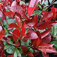 15 Semillas de Photinia Red Robin